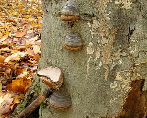 Horse hoof fungus